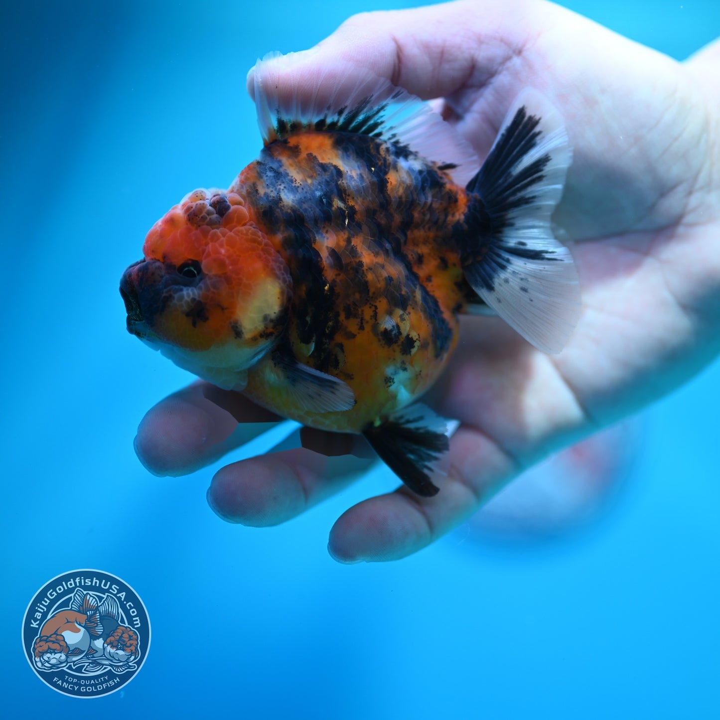 Tricolor Tiger Oranda 3.5 inch Body (260612_OR17)