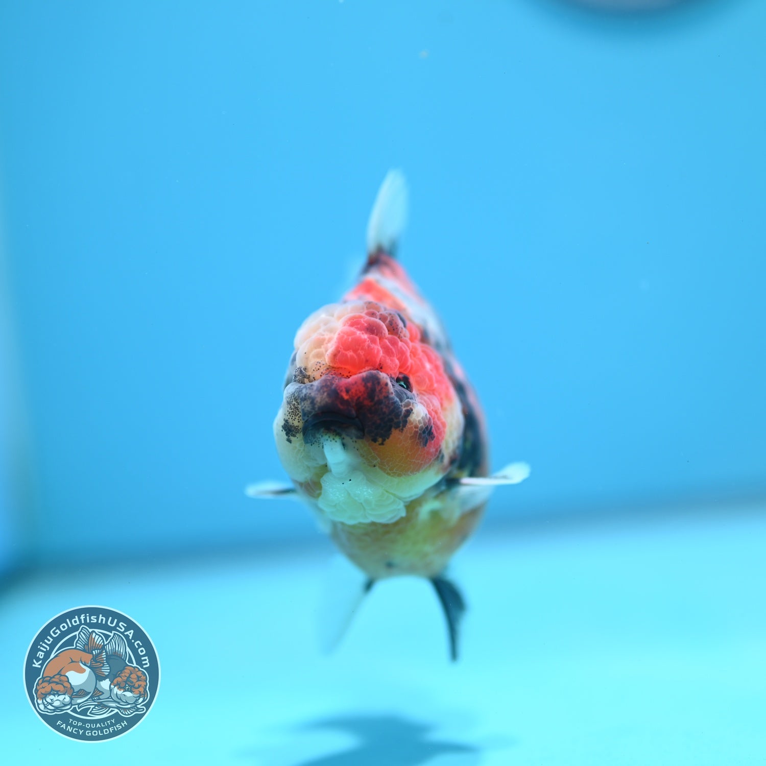 Tricolor Tiger Oranda 3.5 inch Body (260612_OR17)