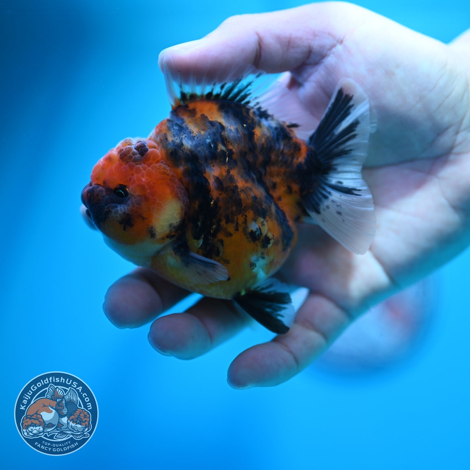 Tricolor Tiger Oranda 3.5 inch Body (260612_OR17)