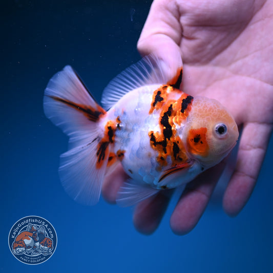 Tricolor Tiger Oranda 3.5 inch Body (261016_OR04)