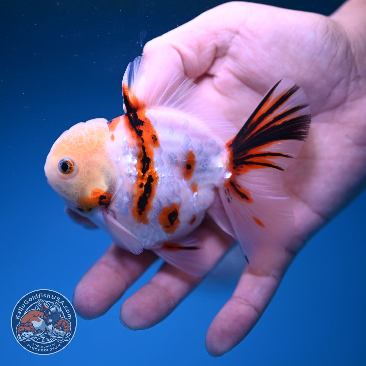 Tricolor Tiger Oranda 3.5 inch Body (261016_OR04)