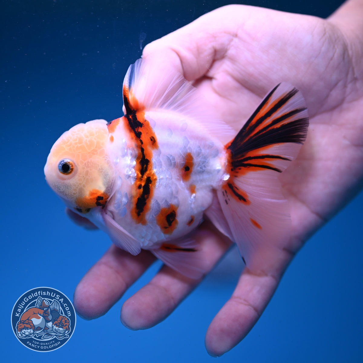 Tricolor Tiger Oranda 3.5 inch Body (261016_OR04)