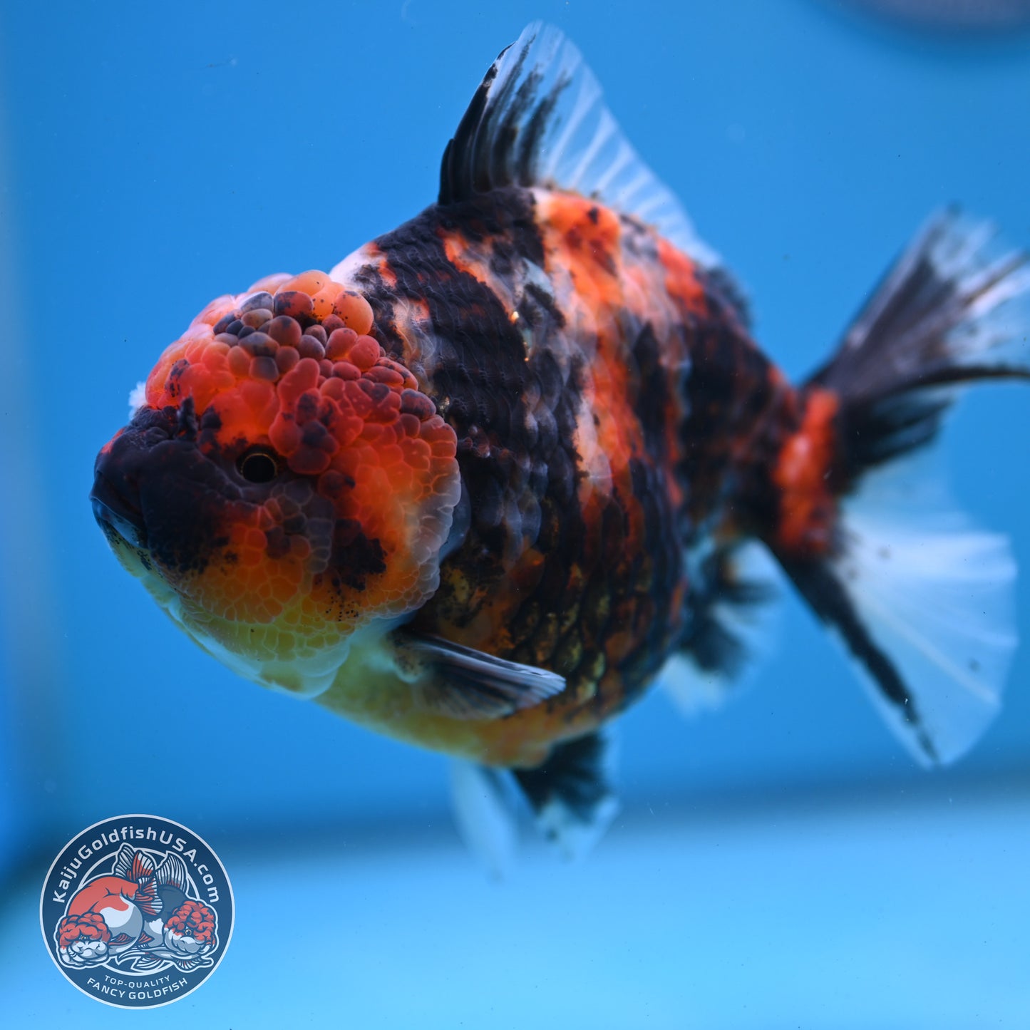 Tricolor Tiger Oranda 4.5 inch Body (251121_OR04)