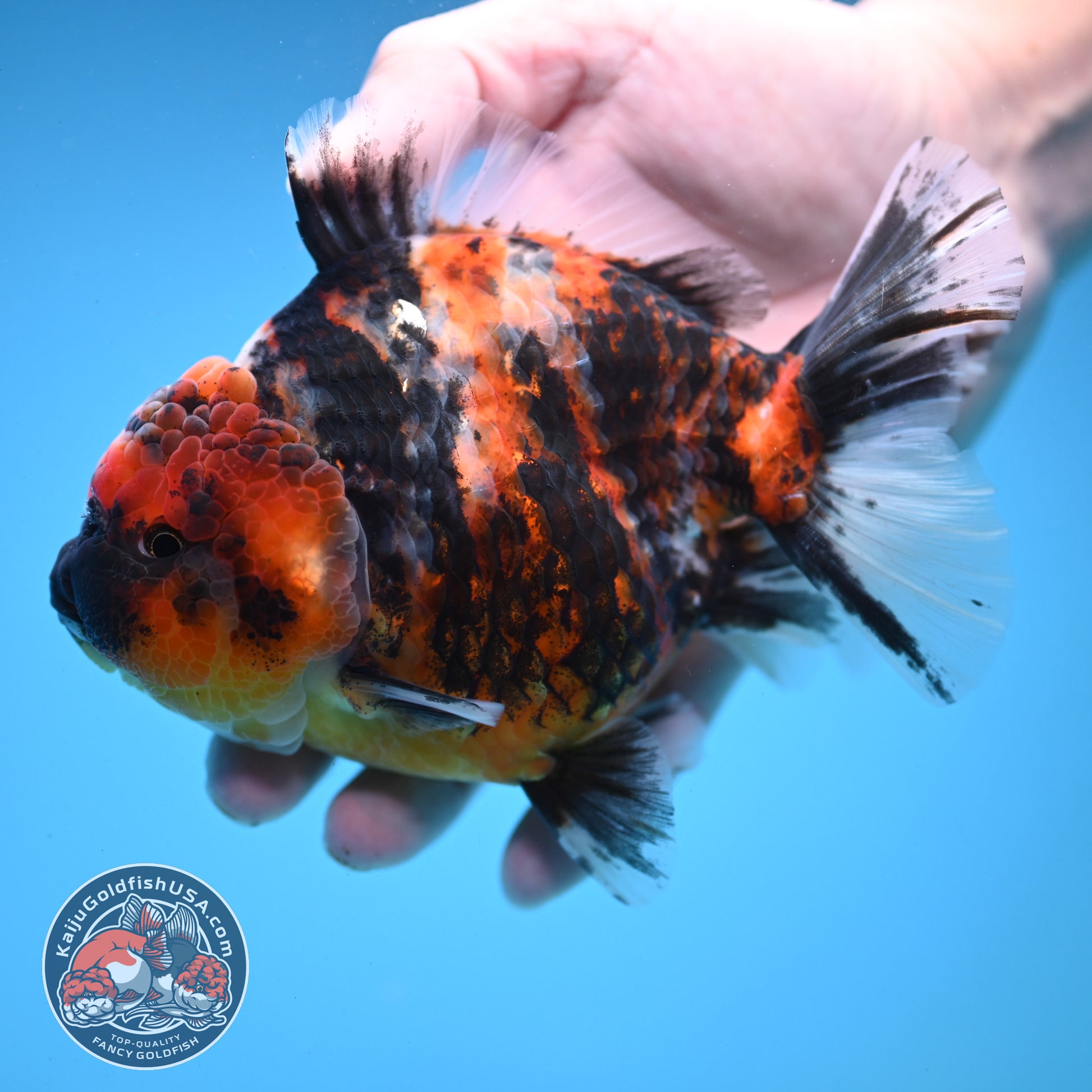 Tricolor Tiger Oranda 4.5 inch Body (251121_OR04)