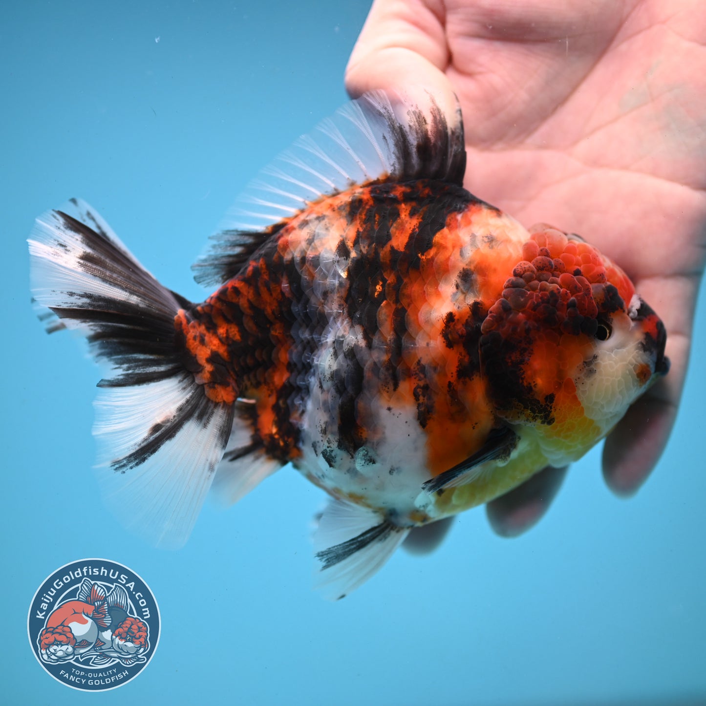 Tricolor Tiger Oranda 4.5 inch Body (251121_OR04)