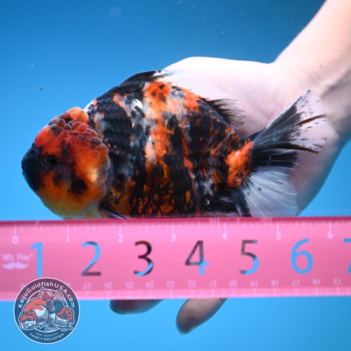 Tricolor Tiger Oranda 4.5 inch Body (251121_OR04)