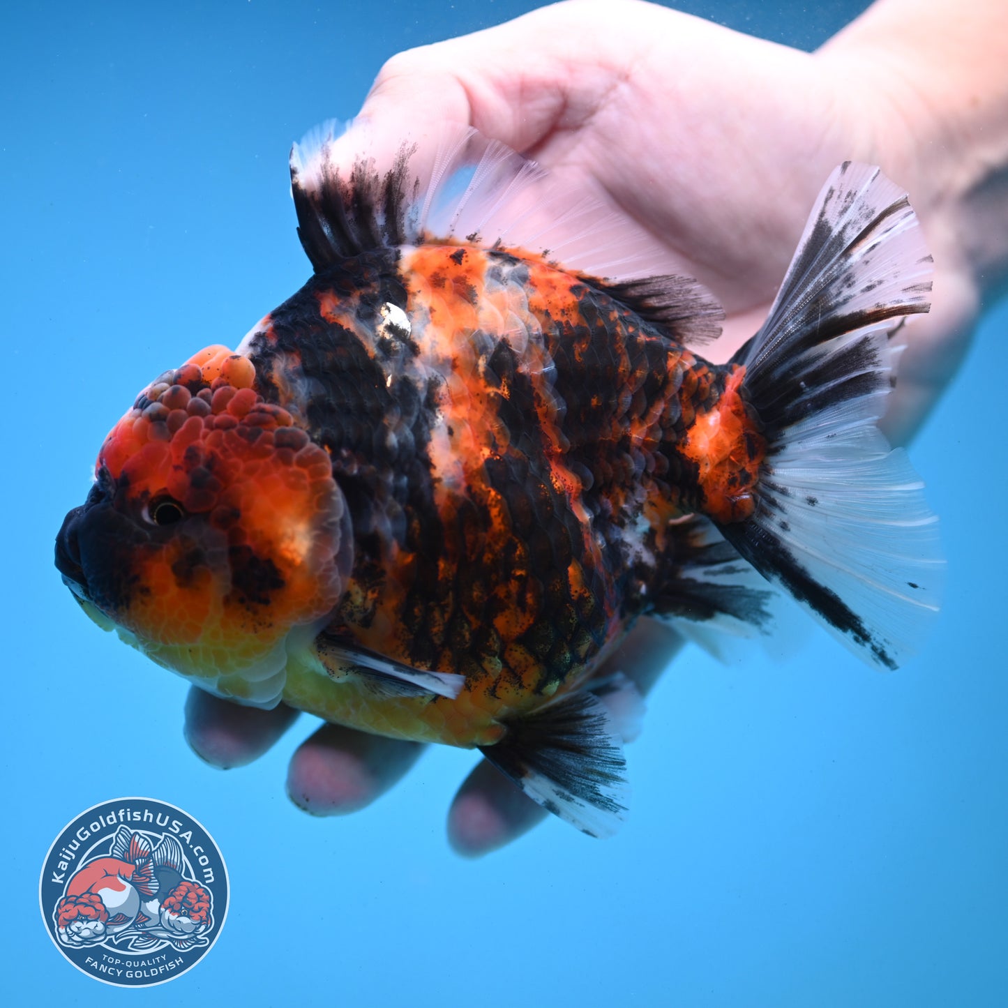 Tricolor Tiger Oranda 4.5 inch Body (251121_OR04)