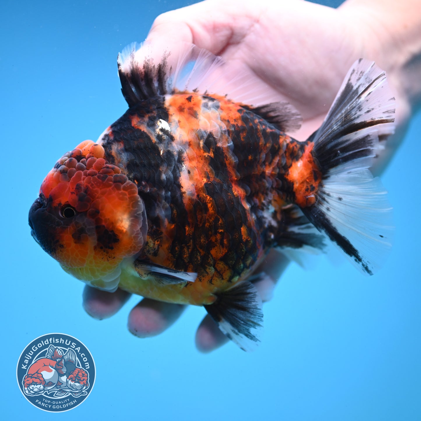 Tricolor Tiger Oranda 4.5 inch Body (251121_OR04)