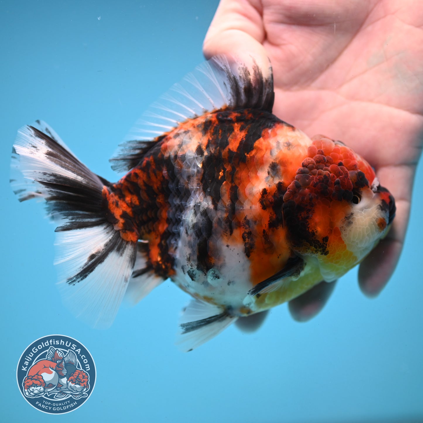Tricolor Tiger Oranda 4.5 inch Body (251121_OR04)