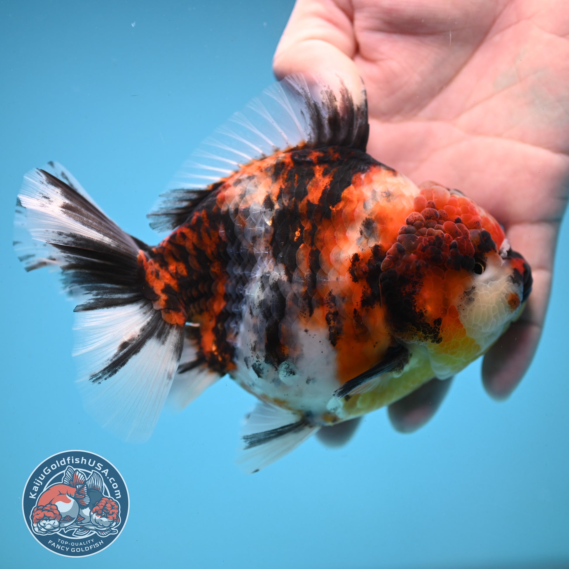 Tricolor Tiger Oranda 4.5 inch Body (251121_OR04)