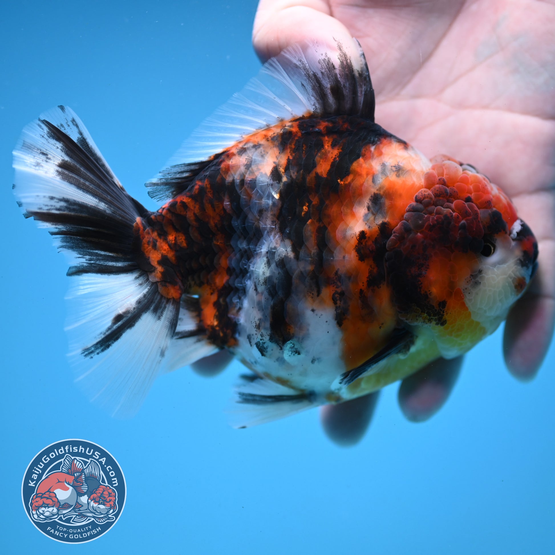 Tricolor Tiger Oranda 4.5 inch Body (251121_OR04)