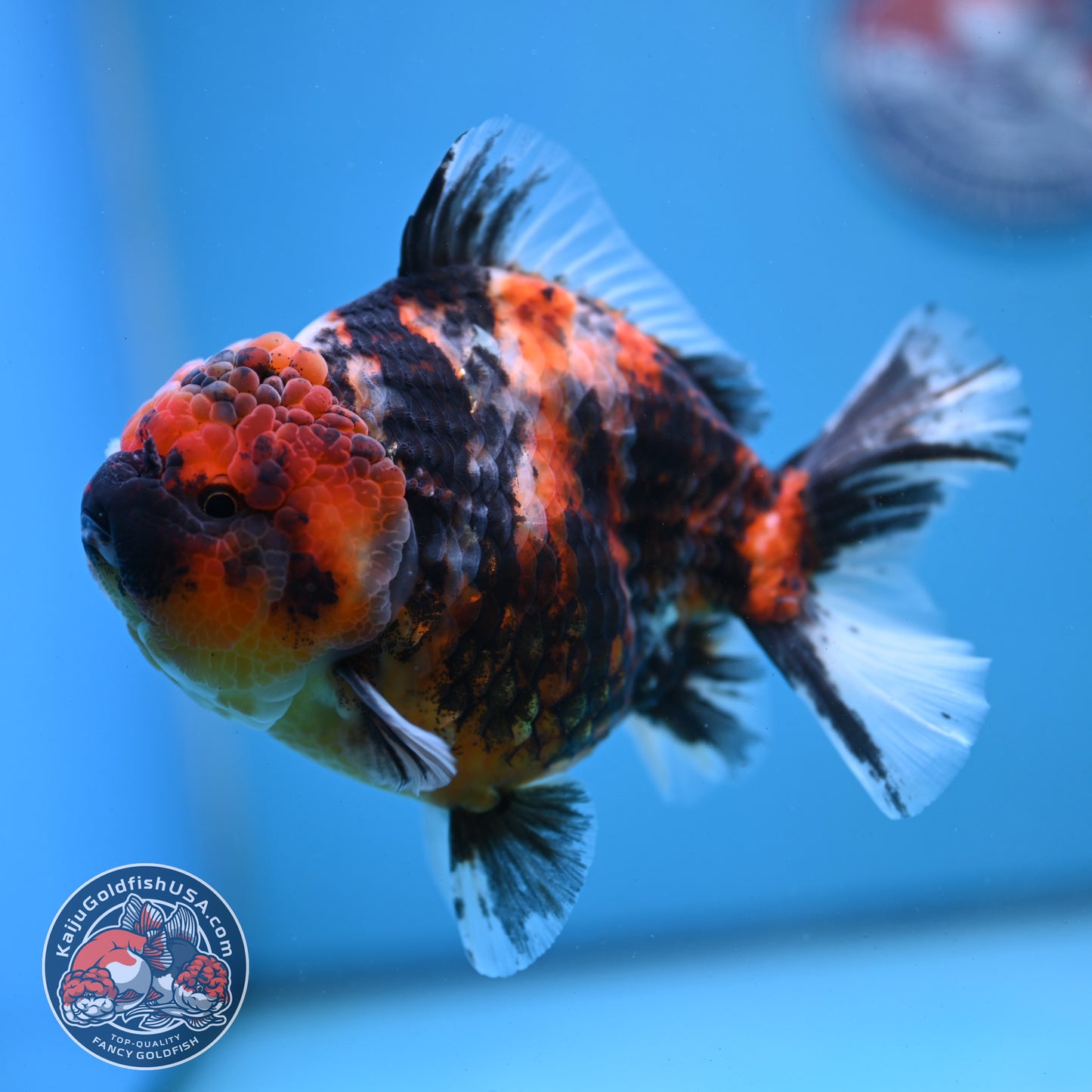 Tricolor Tiger Oranda 4.5 inch Body (251121_OR04)
