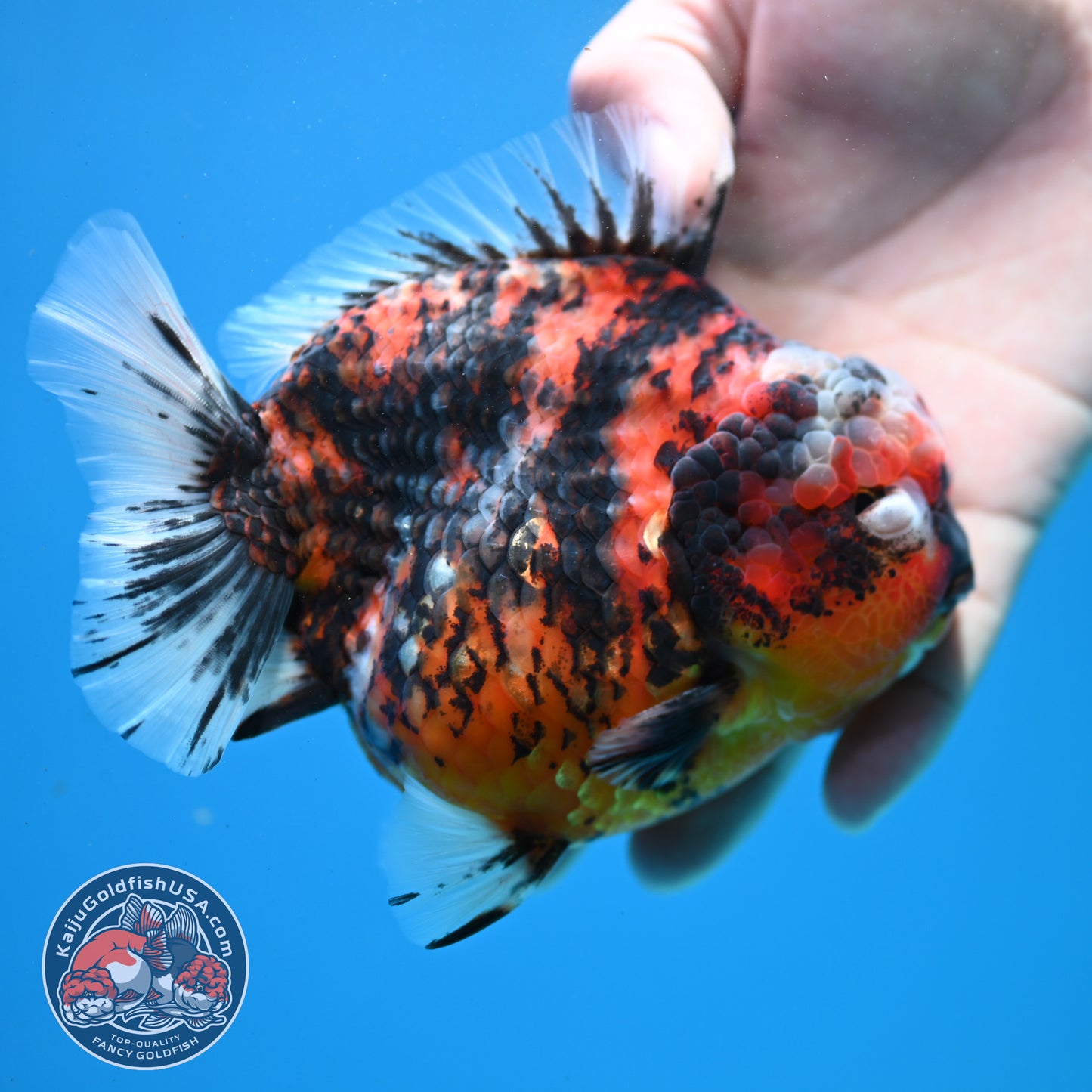 Tricolor Tiger Oranda 4.5 inch Body (260313_OR08)