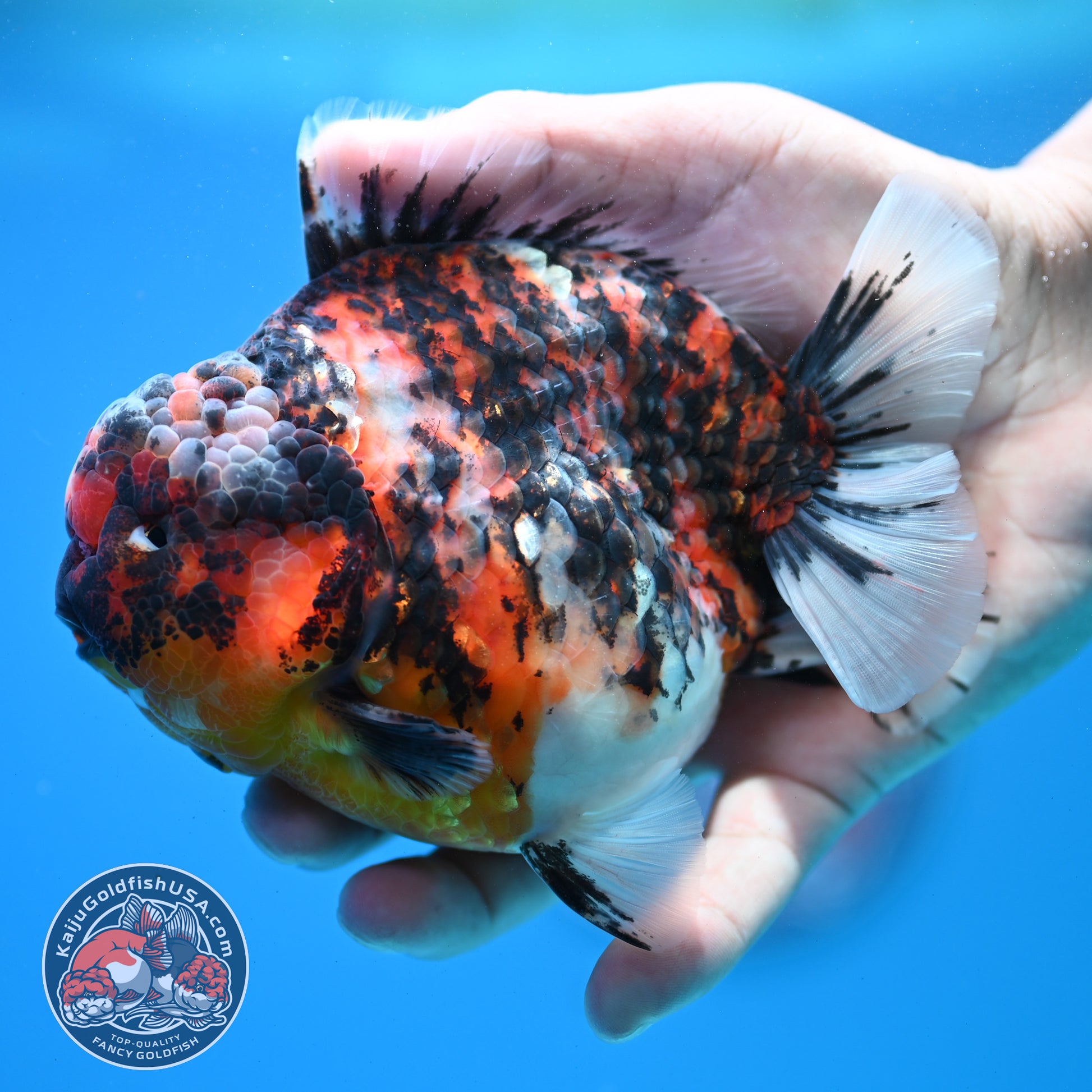Tricolor Tiger Oranda 4.5 inch Body (260313_OR08)