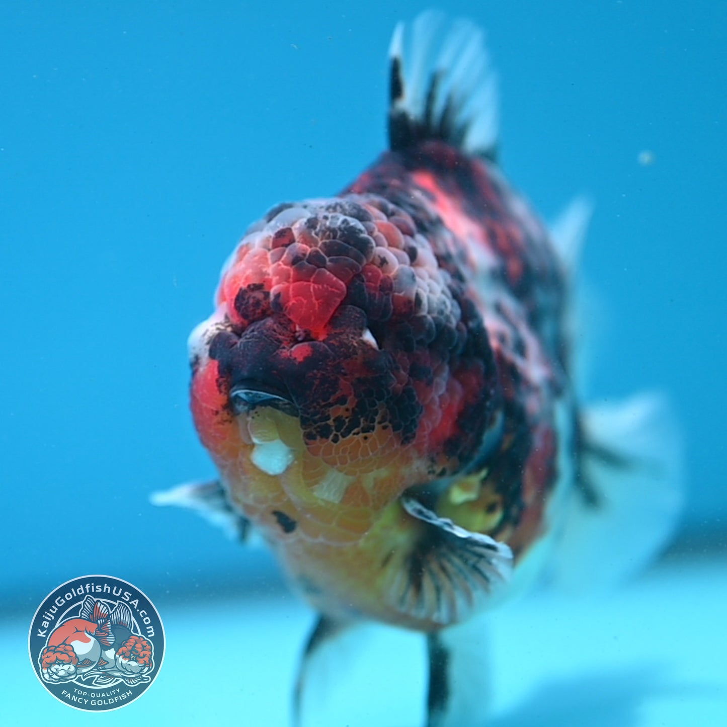 Tricolor Tiger Oranda 4.5 inch Body (260313_OR08)