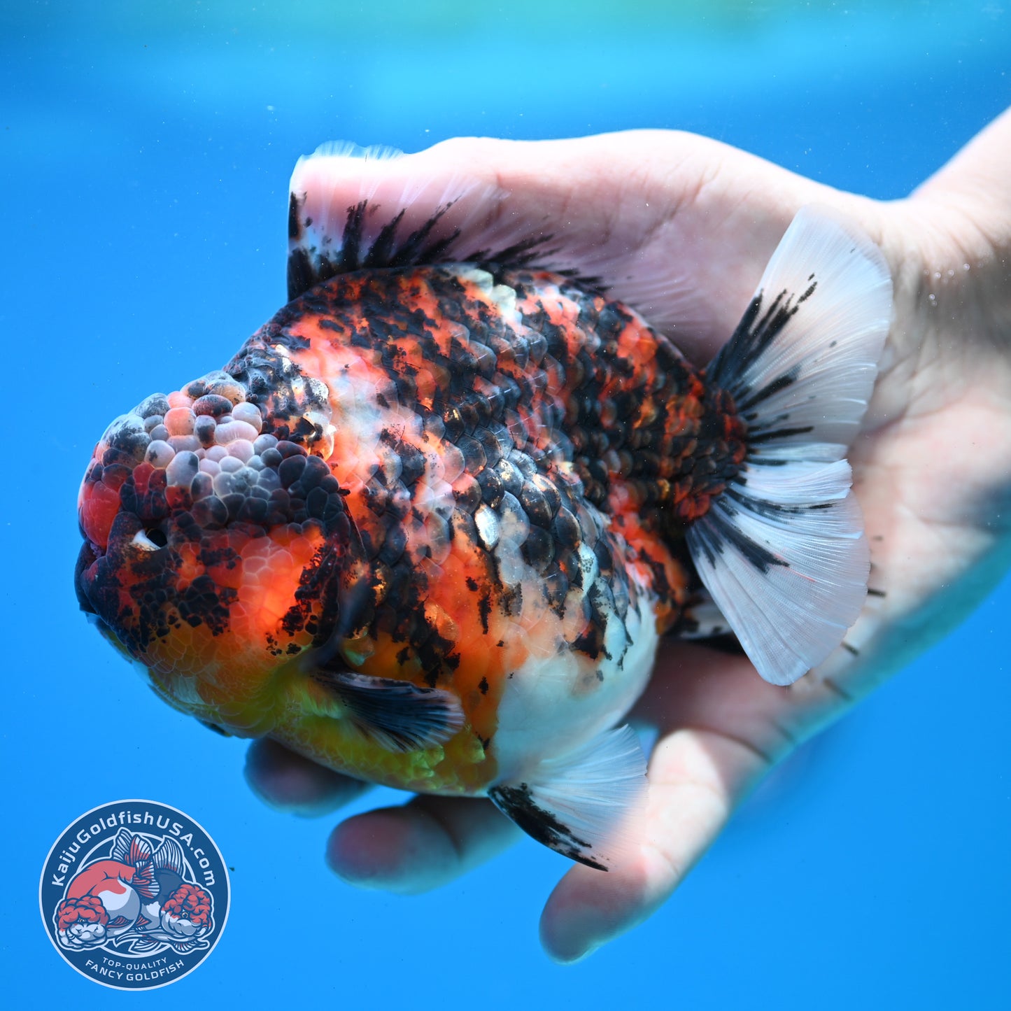 Tricolor Tiger Oranda 4.5 inch Body (260313_OR08)