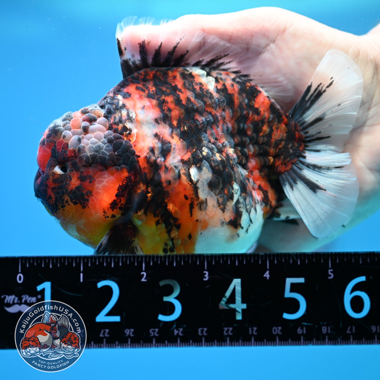 Tricolor Tiger Oranda 4.5 inch Body (260313_OR08)