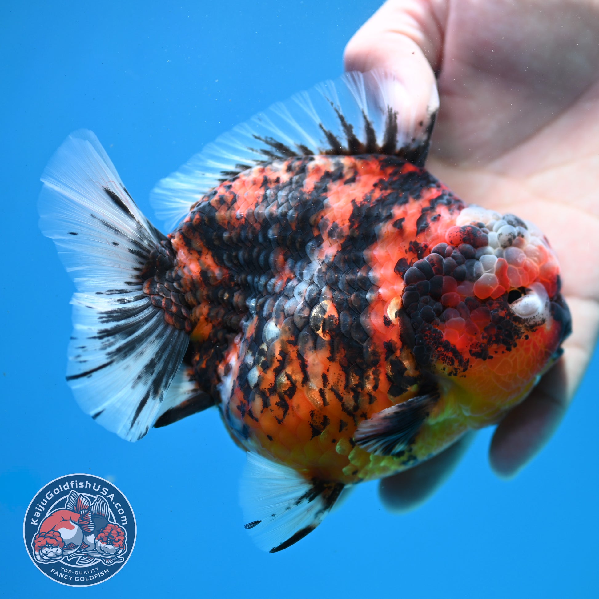 Tricolor Tiger Oranda 4.5 inch Body (260313_OR08)