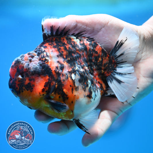 Tricolor Tiger Oranda 4.5 inch Body (260313_OR08)