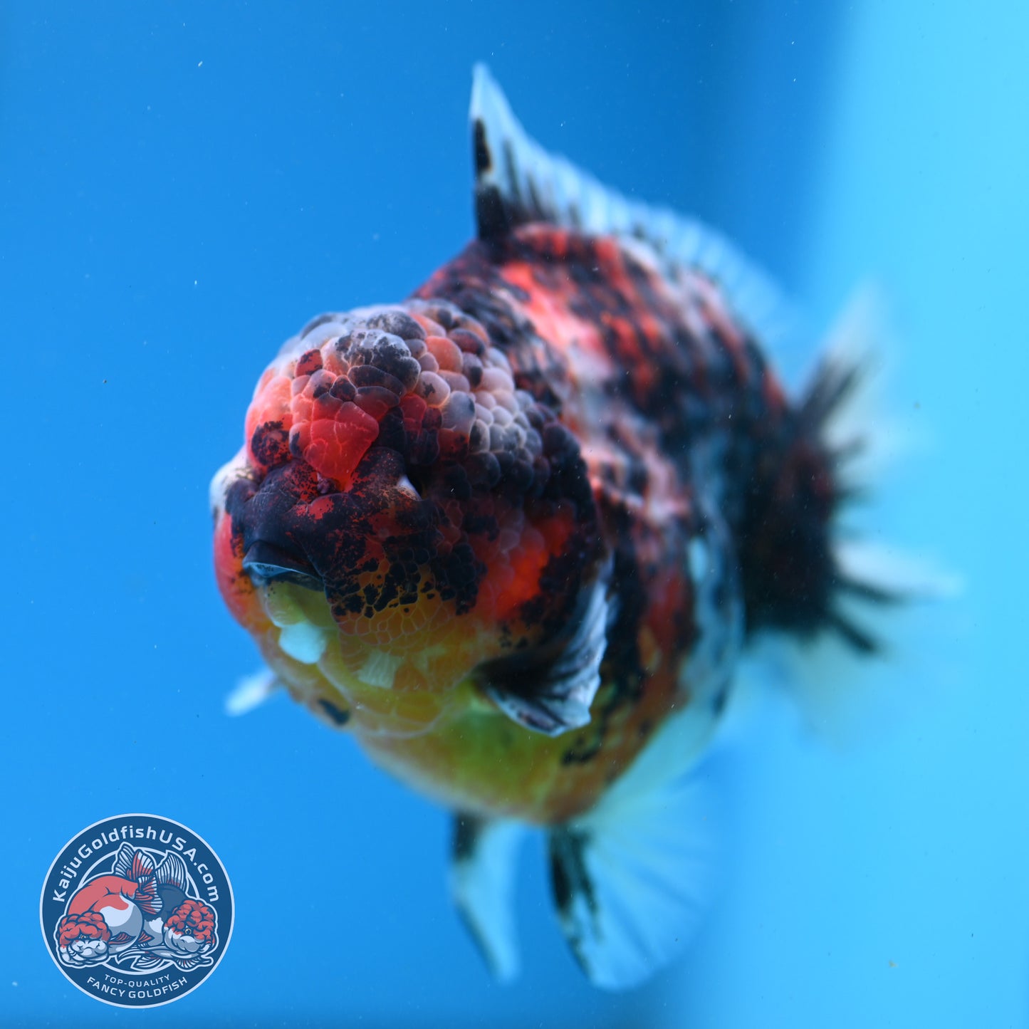 Tricolor Tiger Oranda 4.5 inch Body (260313_OR08)