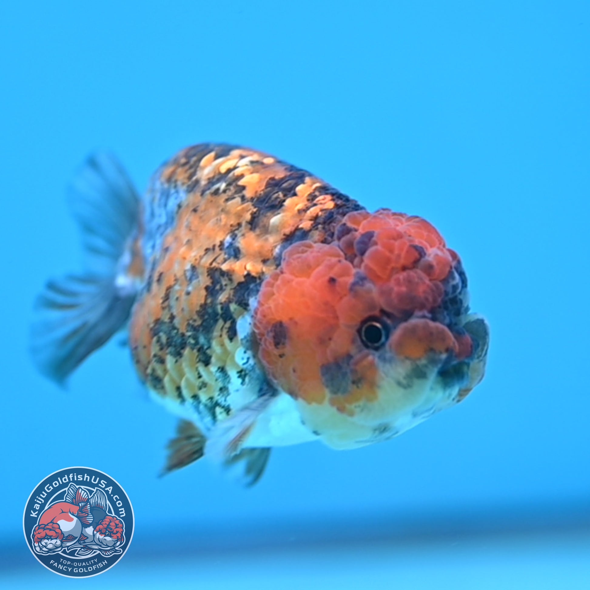 Tricolor Tiger Ranchu 3 inch Body (251219_RC09)