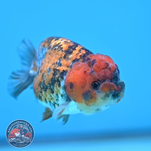 Tricolor Tiger Ranchu 3 inch Body (251219_RC09)