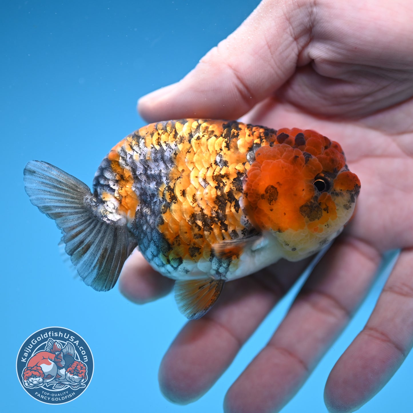 Tricolor Tiger Ranchu 3 inch Body (251219_RC09)