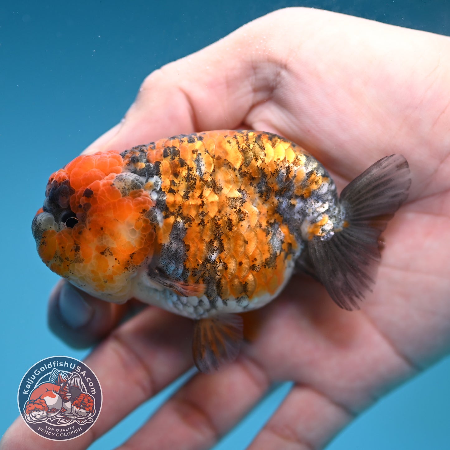 Tricolor Tiger Ranchu 3 inch Body (251219_RC09)