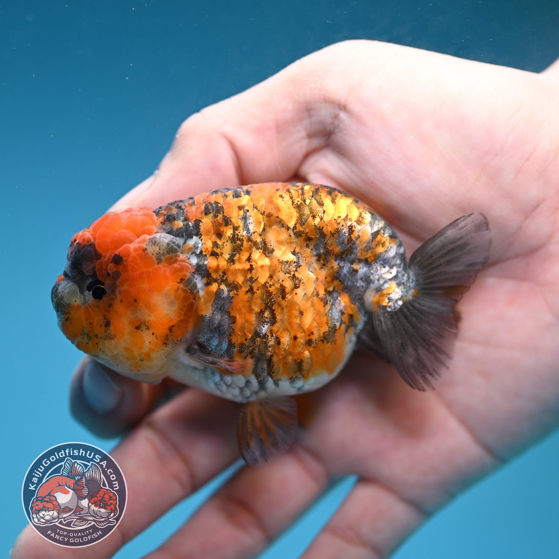 Tricolor Tiger Ranchu 3 inch Body (251219_RC09)