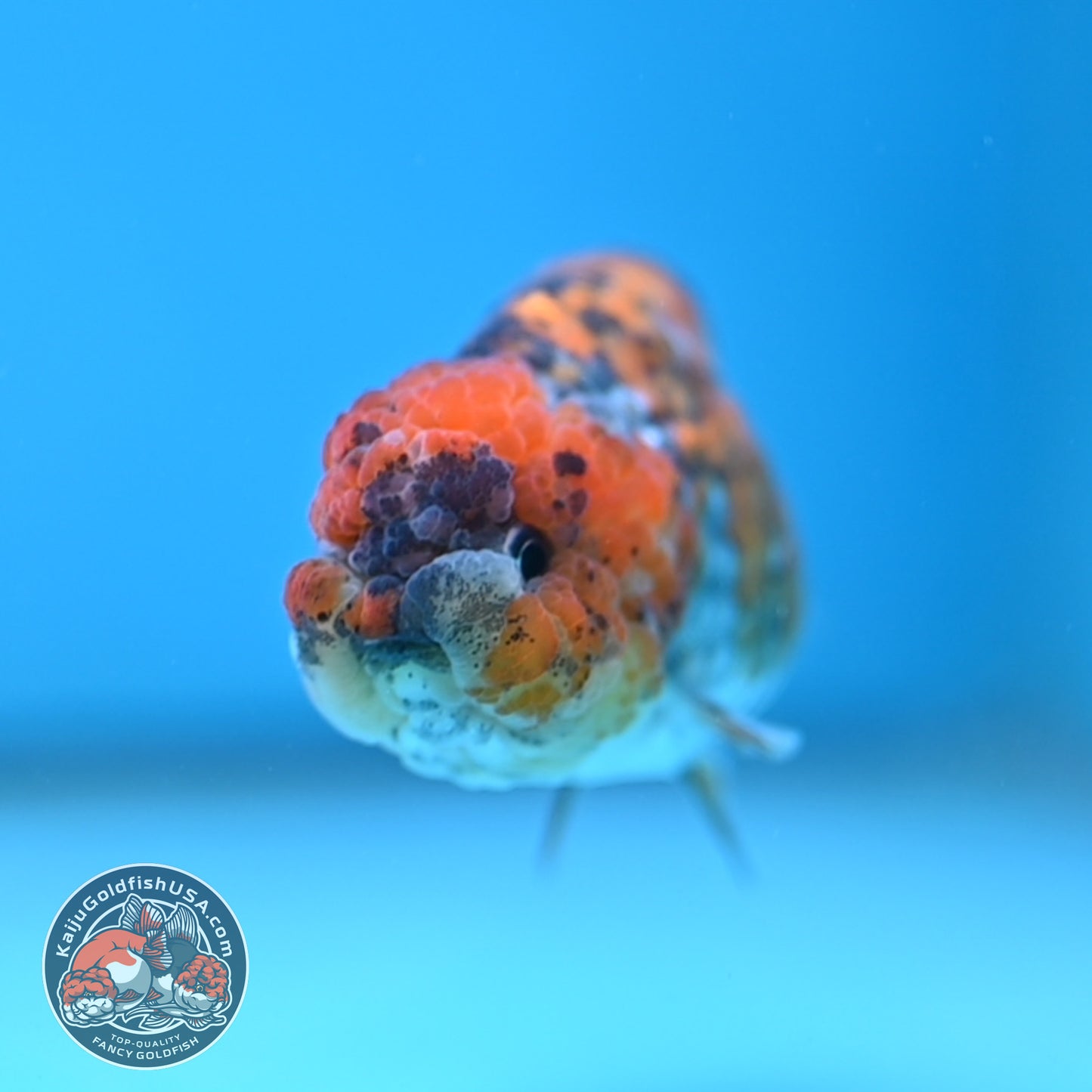Tricolor Tiger Ranchu 3 inch Body (251219_RC09)
