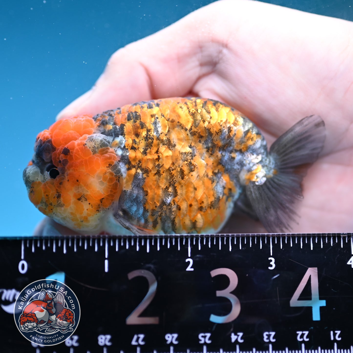 Tricolor Tiger Ranchu 3 inch Body (251219_RC09)