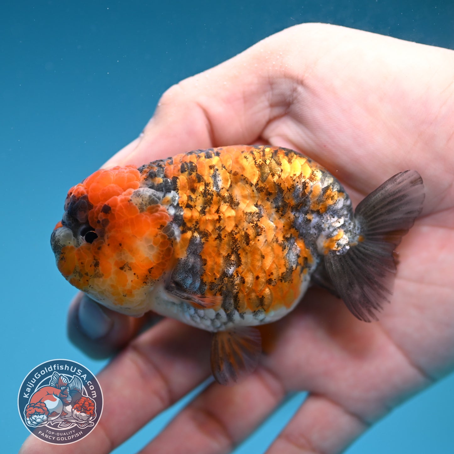 Tricolor Tiger Ranchu 3 inch Body (251219_RC09)