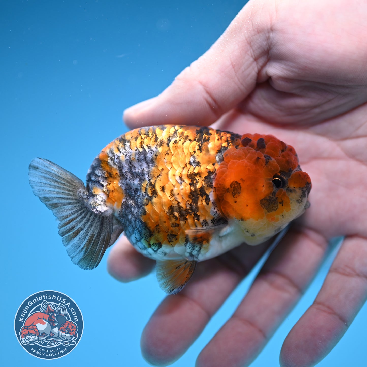 Tricolor Tiger Ranchu 3 inch Body (251219_RC09)