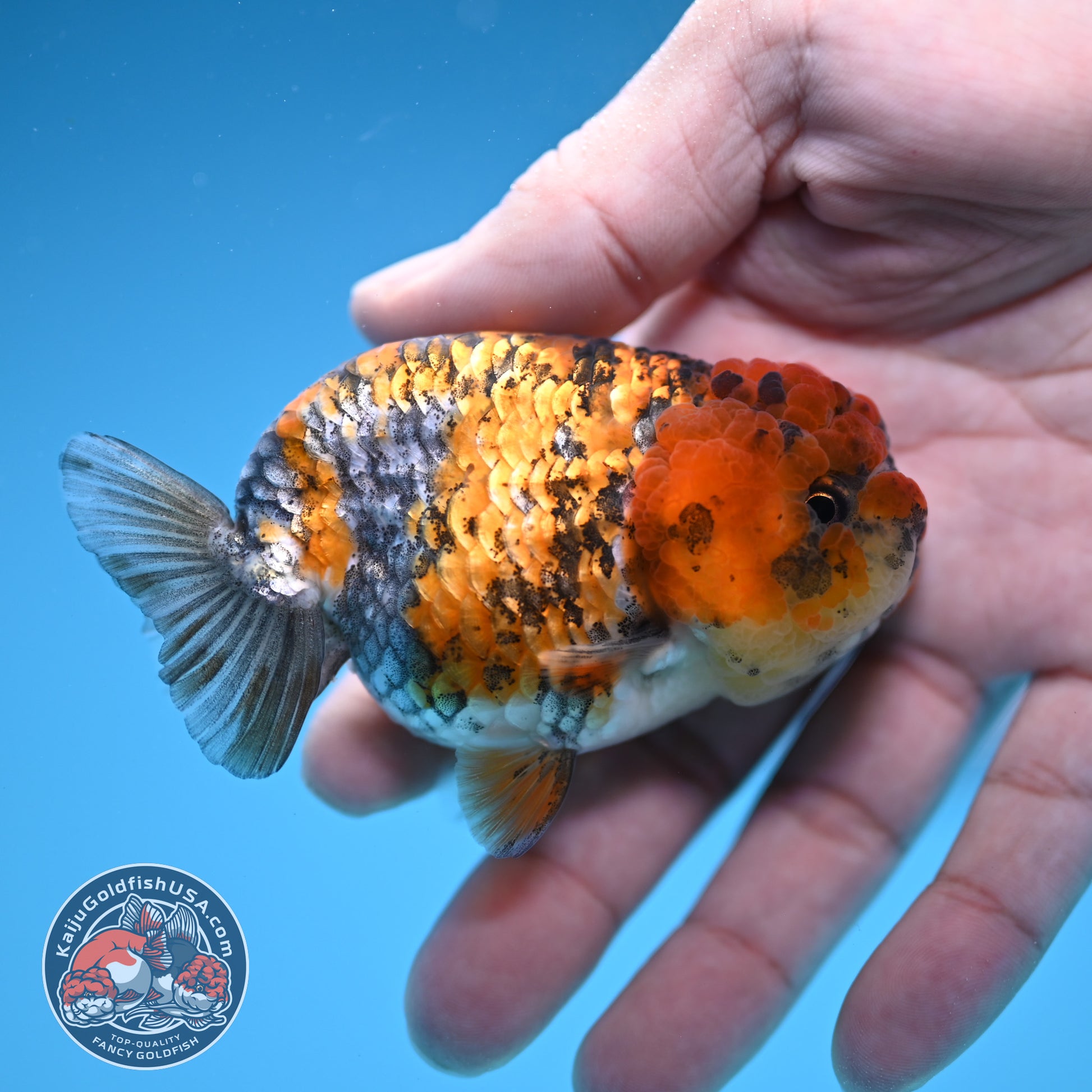 Tricolor Tiger Ranchu 3 inch Body (251219_RC09)