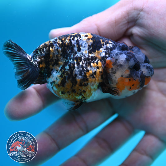Tricolor Tiger Ranchu 3 inch Body (260508_RC03)