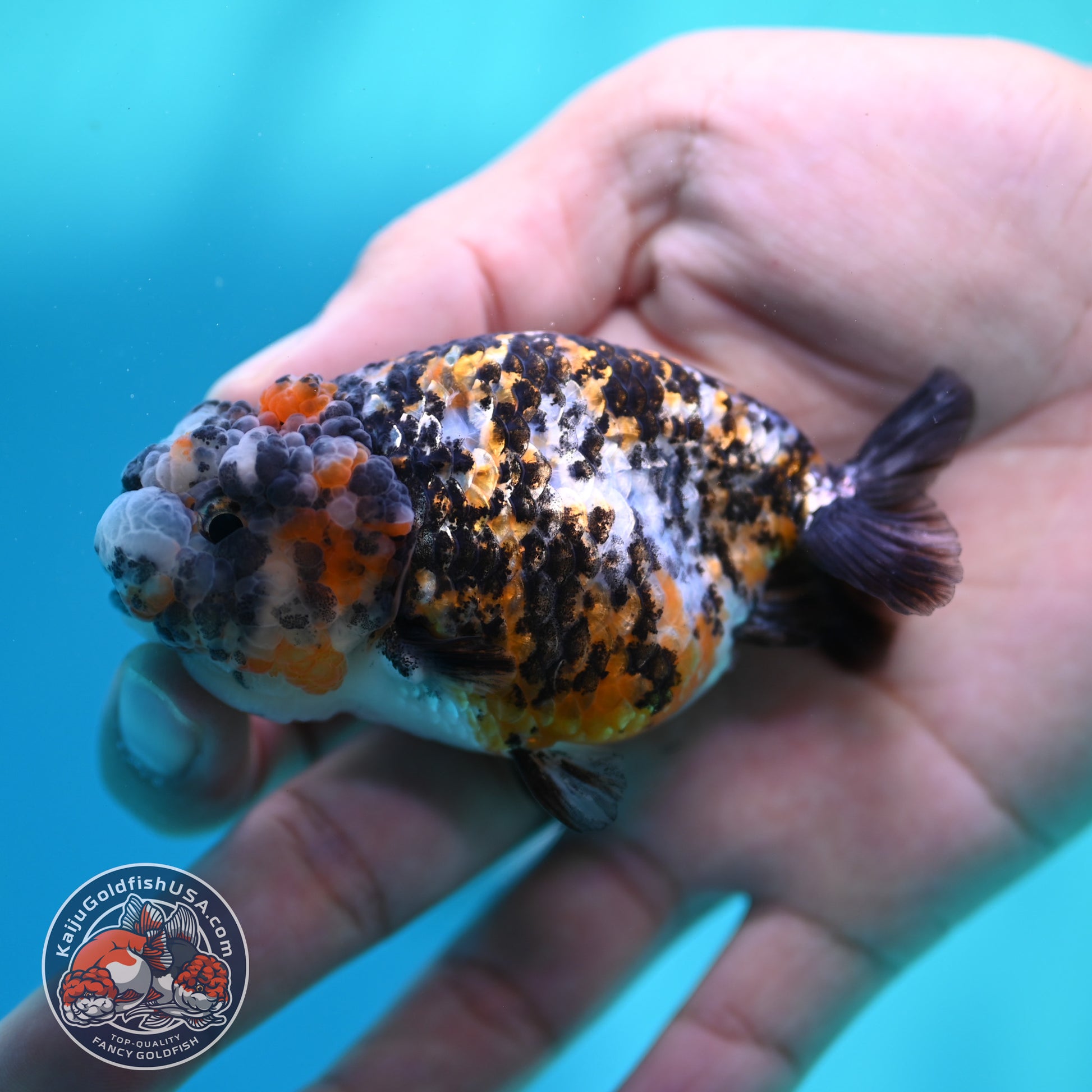 Tricolor Tiger Ranchu 3 inch Body (260508_RC03)