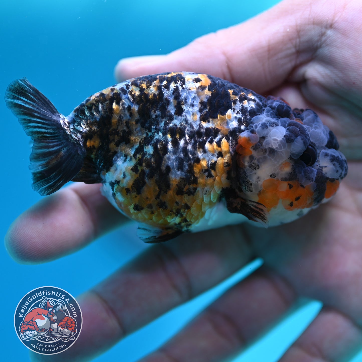 Tricolor Tiger Ranchu 3 inch Body (260508_RC03)