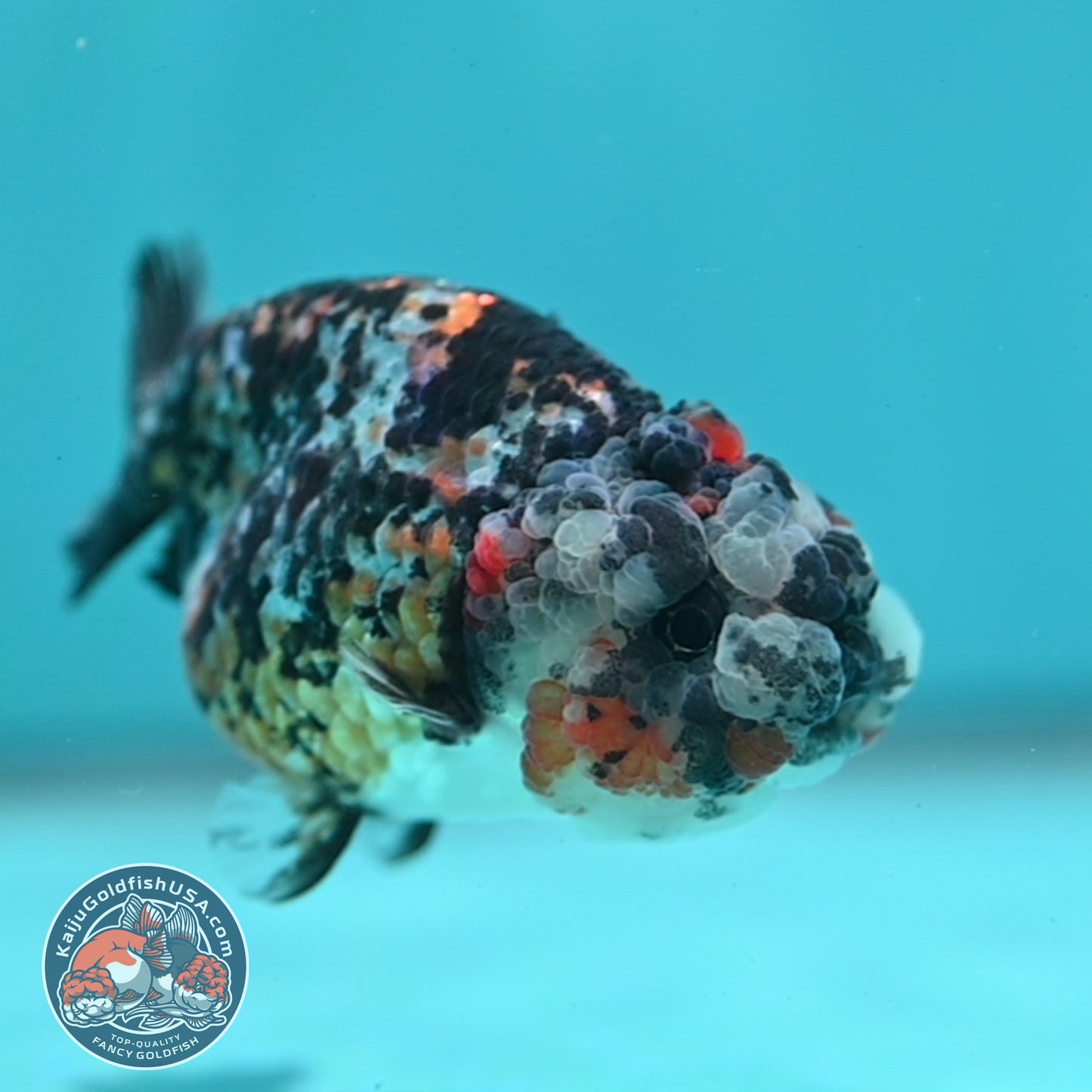 Tricolor Tiger Ranchu 3 inch Body (260508_RC03)