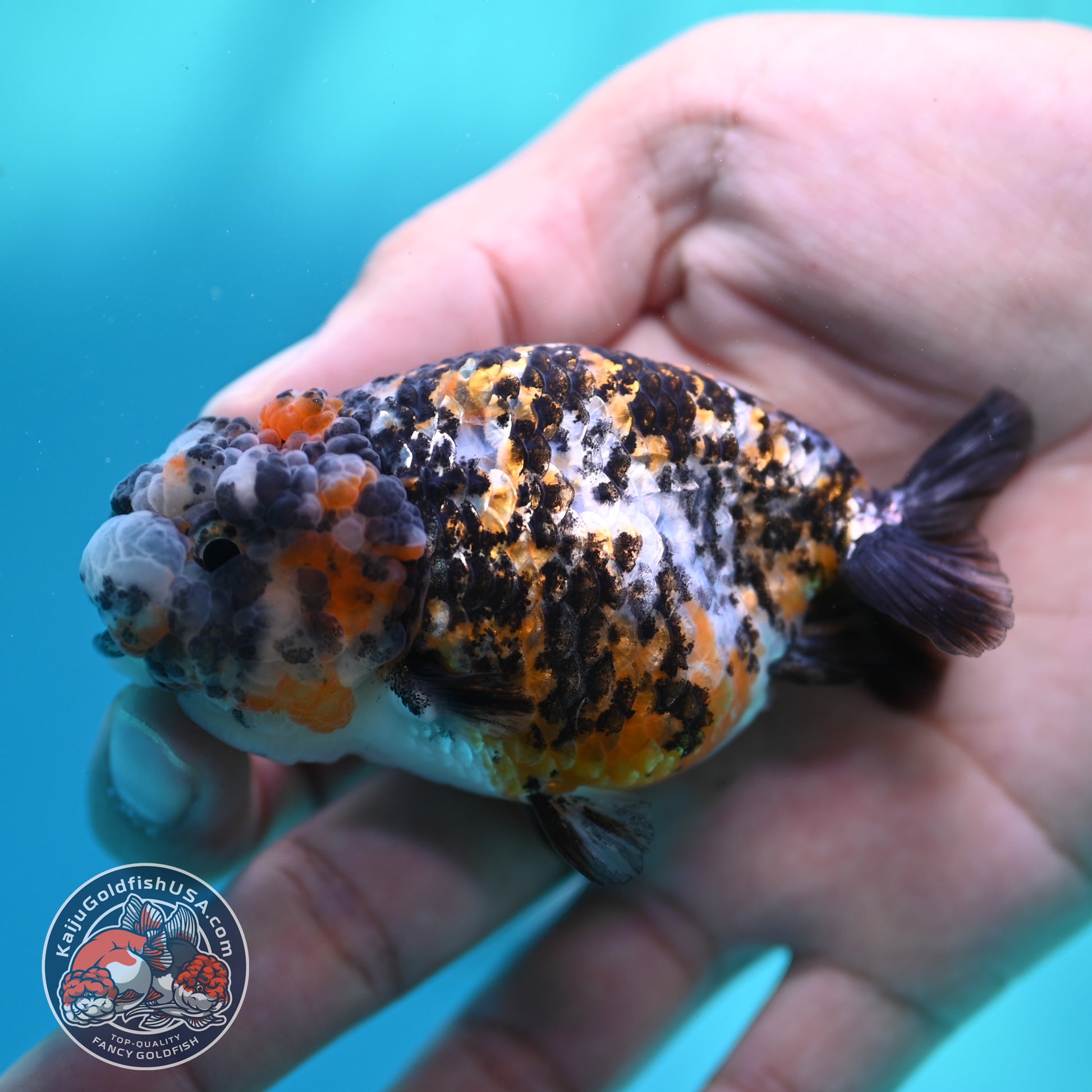 Tricolor Tiger Ranchu 3 inch Body (260508_RC03)