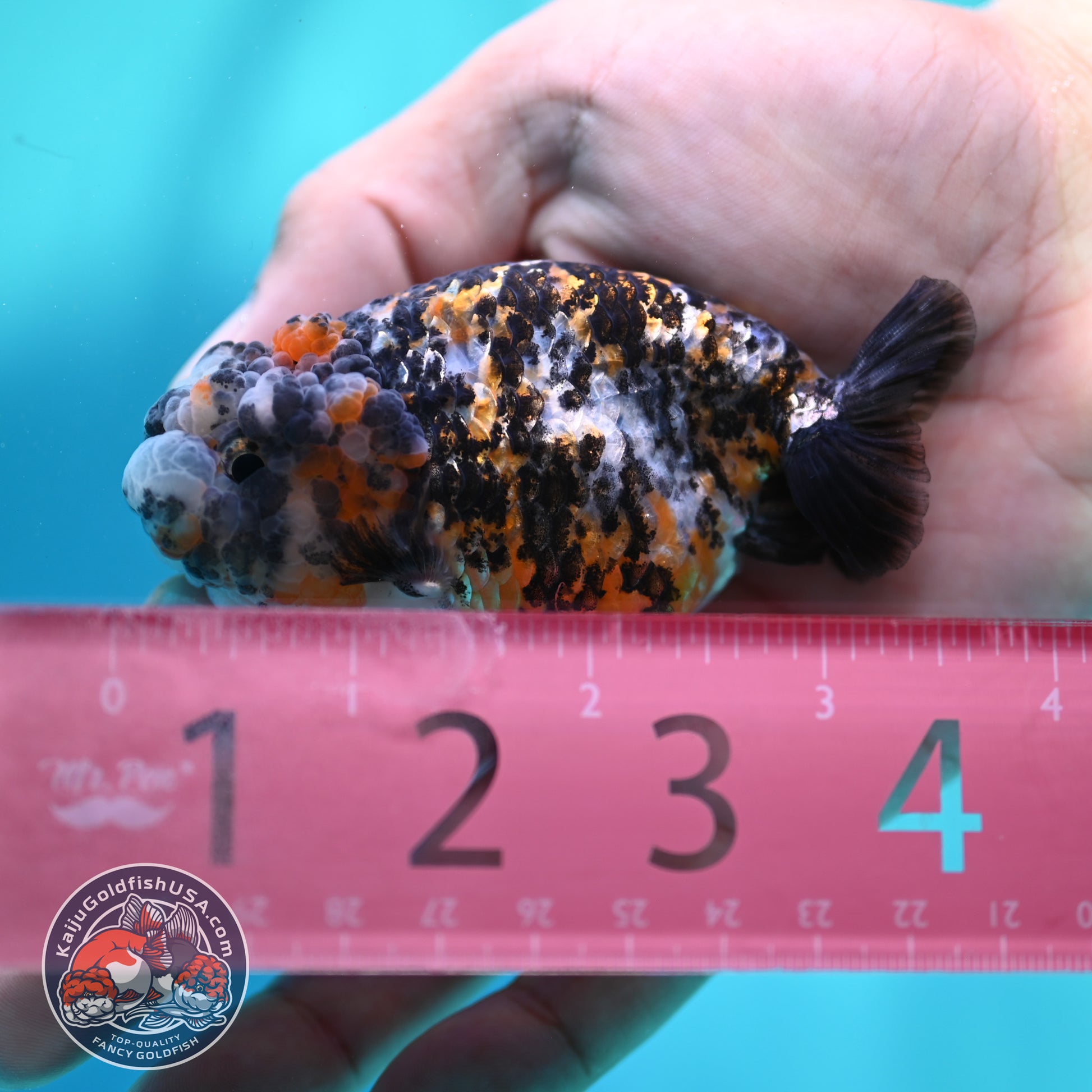 Tricolor Tiger Ranchu 3 inch Body (260508_RC03)