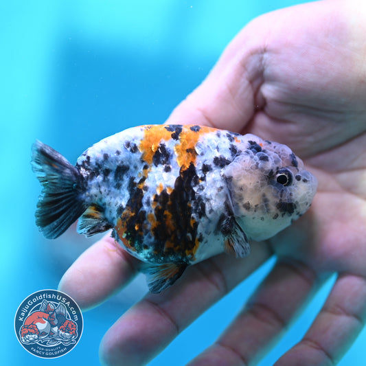 Tricolor Tiger Ranchu 3 inch Body (260508_RC05)