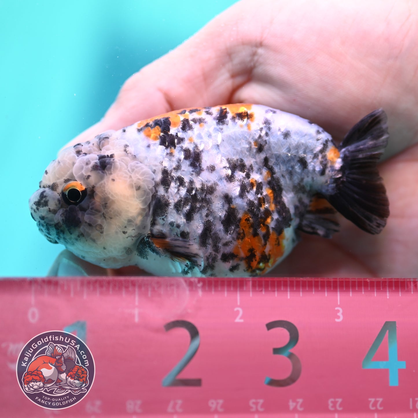 Tricolor Tiger Ranchu 3 inch Body (260508_RC05)