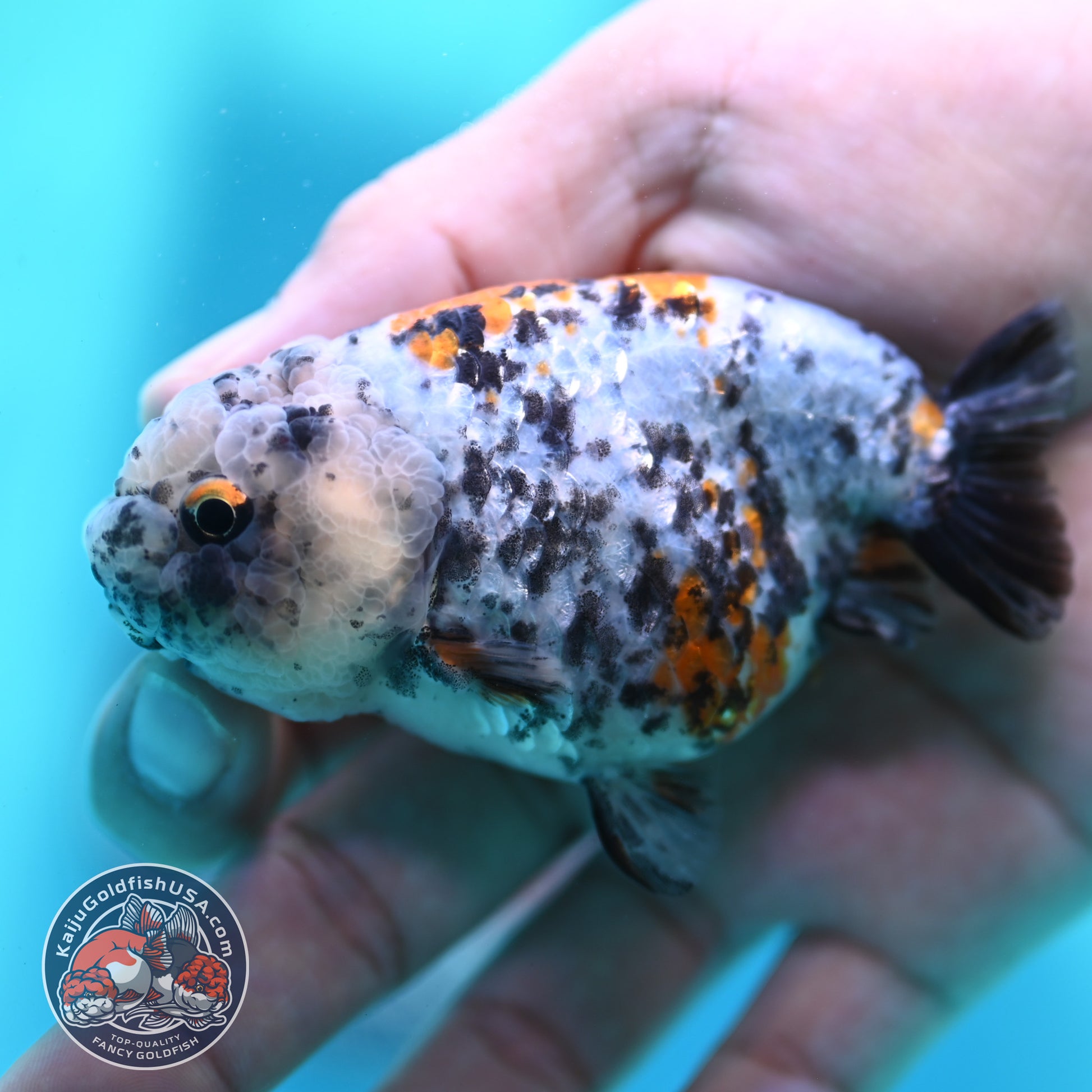 Tricolor Tiger Ranchu 3 inch Body (260508_RC05)
