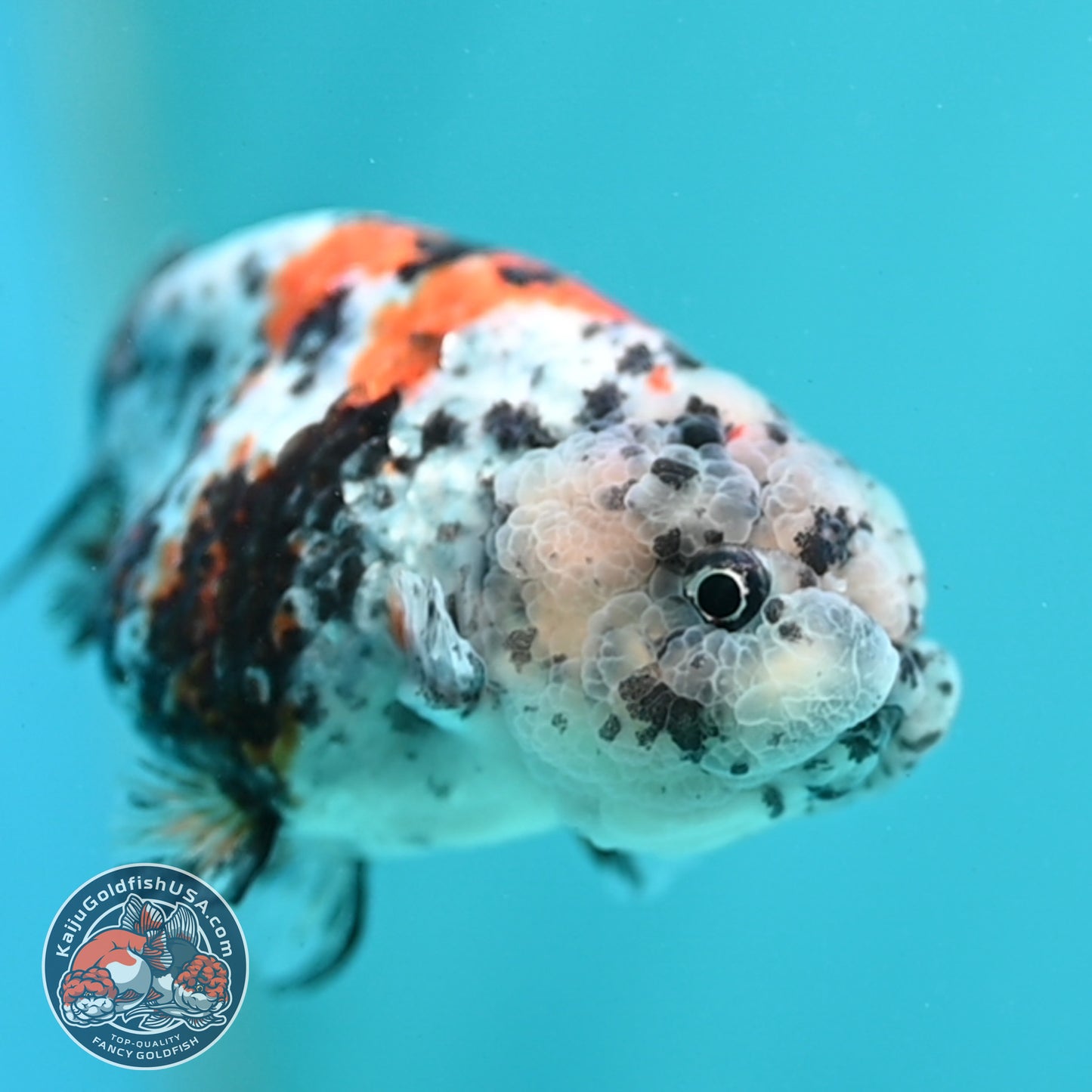 Tricolor Tiger Ranchu 3 inch Body (260508_RC05)