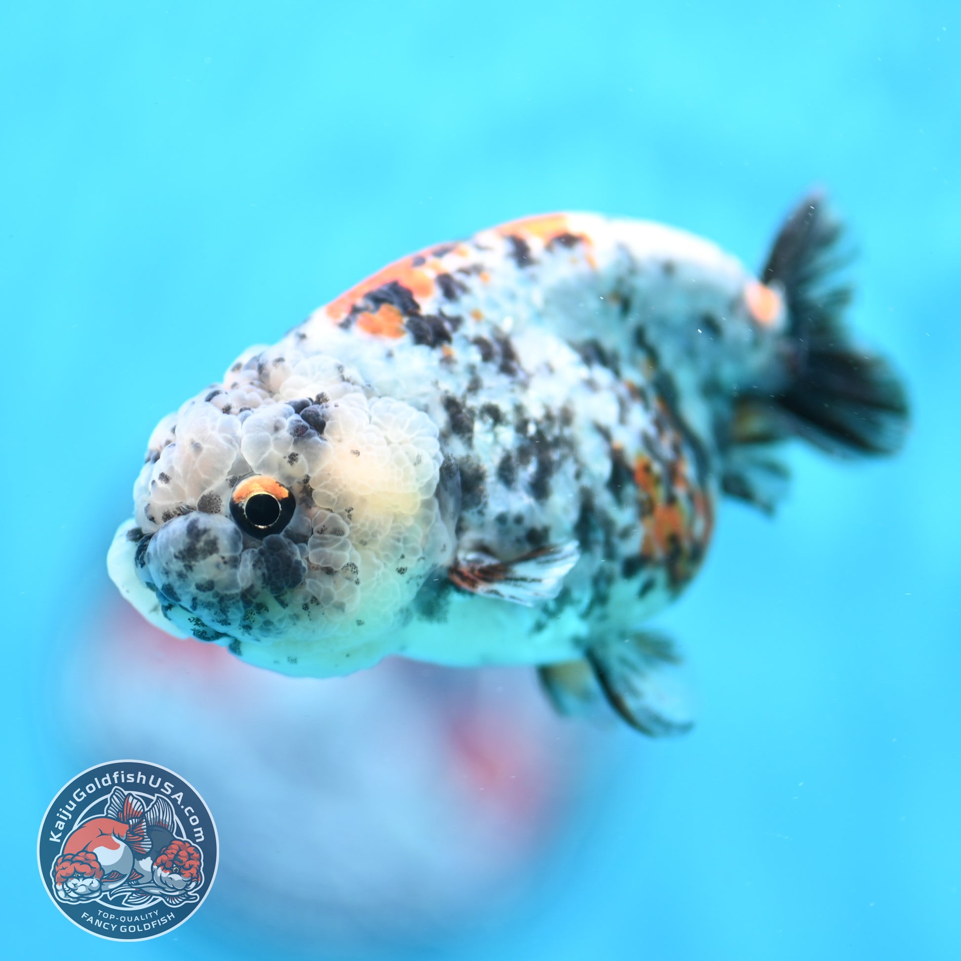 Tricolor Tiger Ranchu 3 inch Body (260508_RC05)