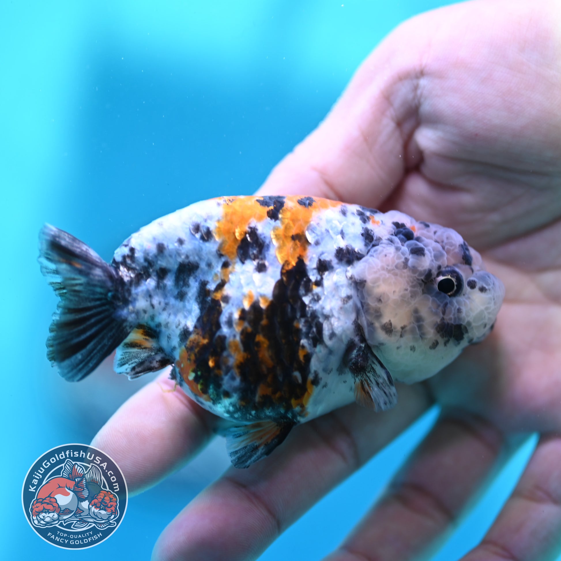 Tricolor Tiger Ranchu 3 inch Body (260508_RC05)