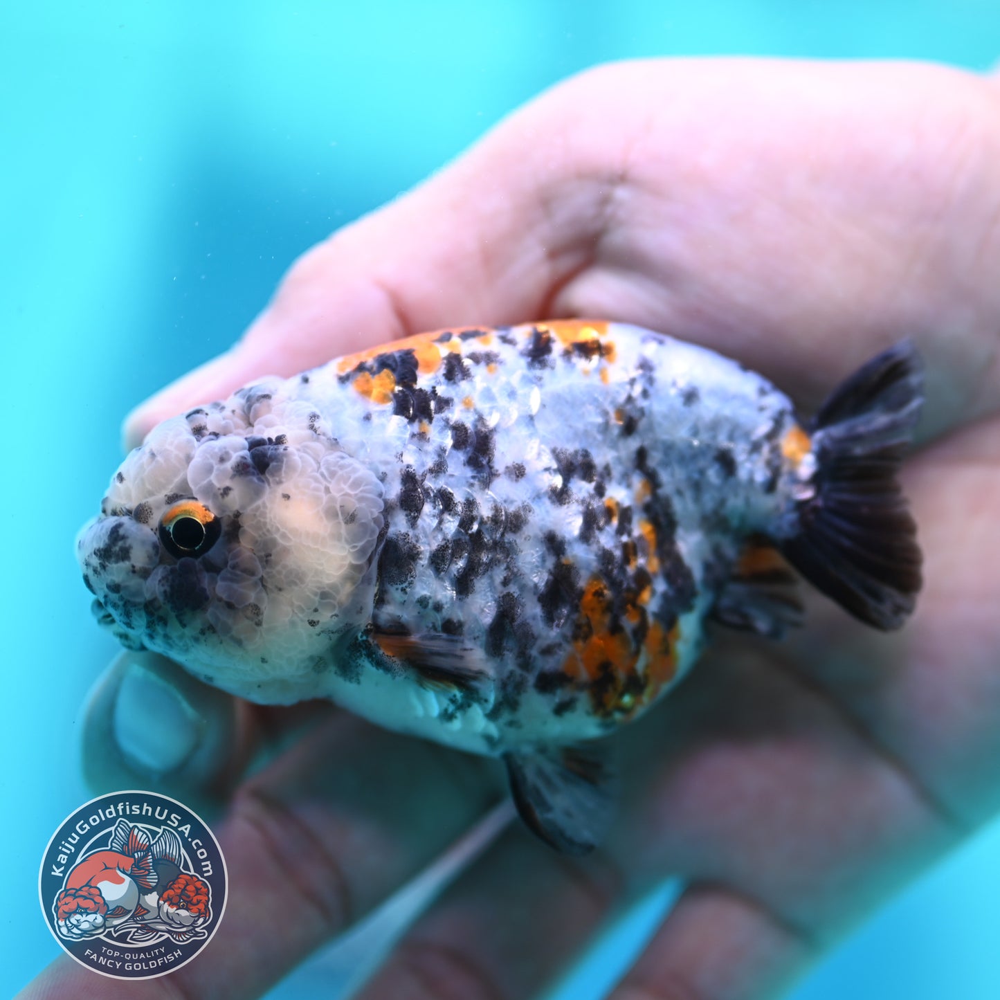 Tricolor Tiger Ranchu 3 inch Body (260508_RC05)