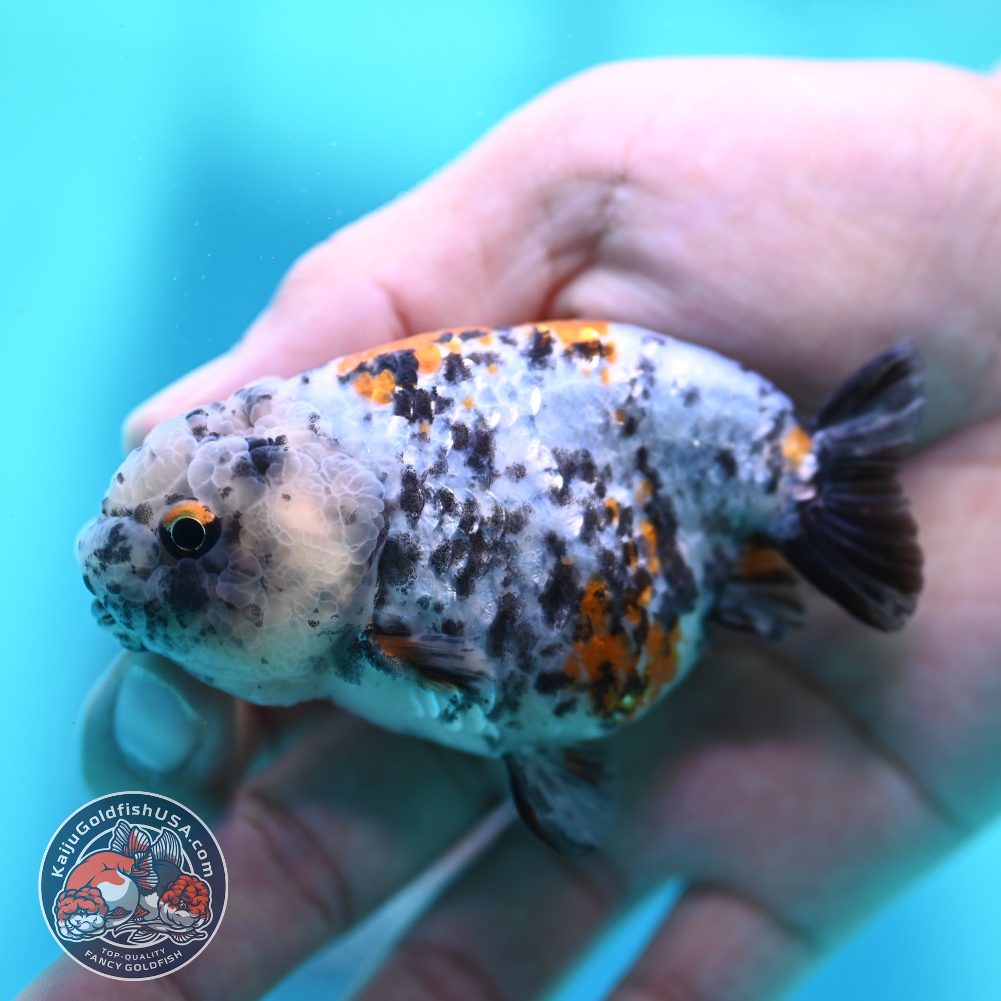 Tricolor Tiger Ranchu 3 inch Body (260508_RC05)