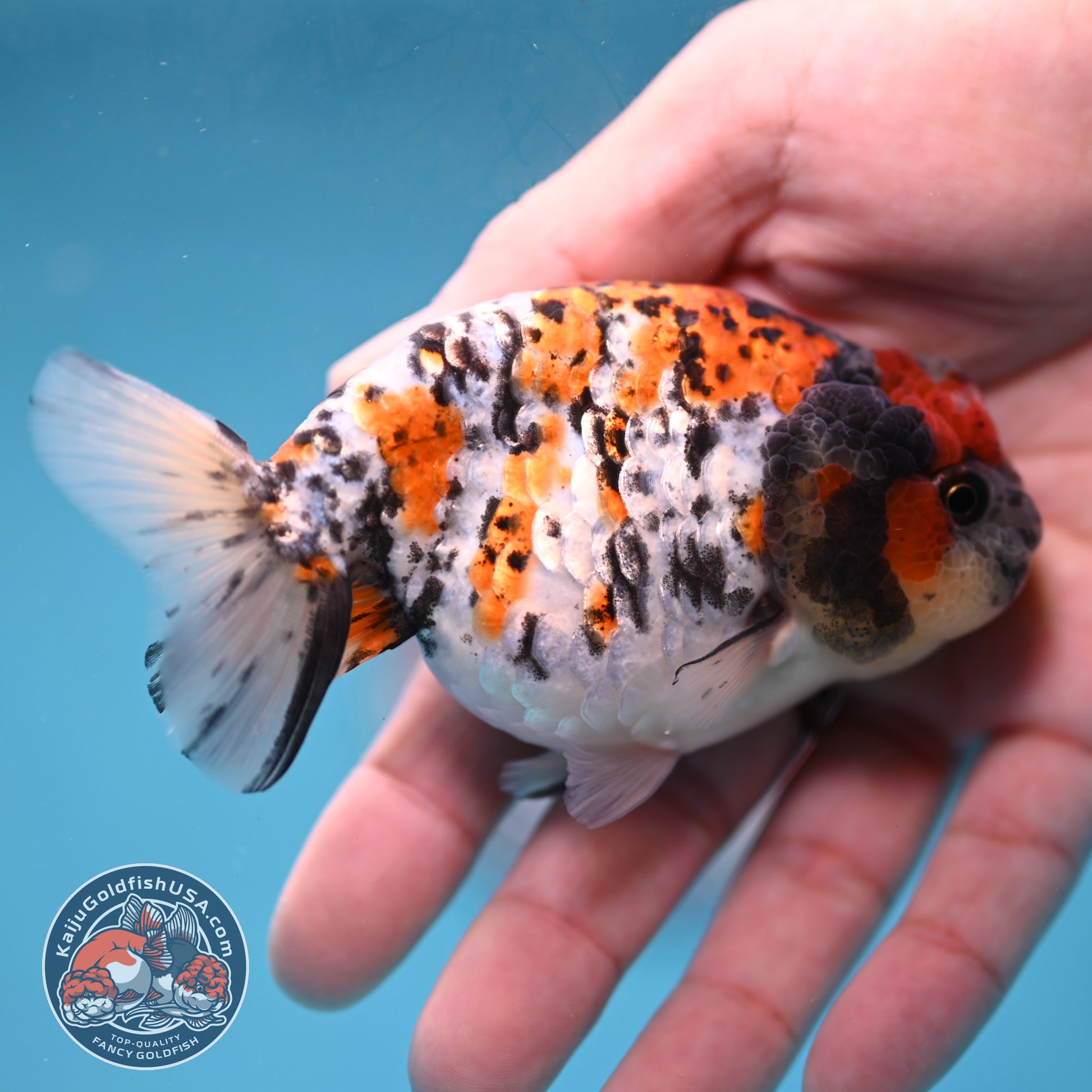 Tricolor Tiger Ranchu 3.5 inch Body (260220_RC13)