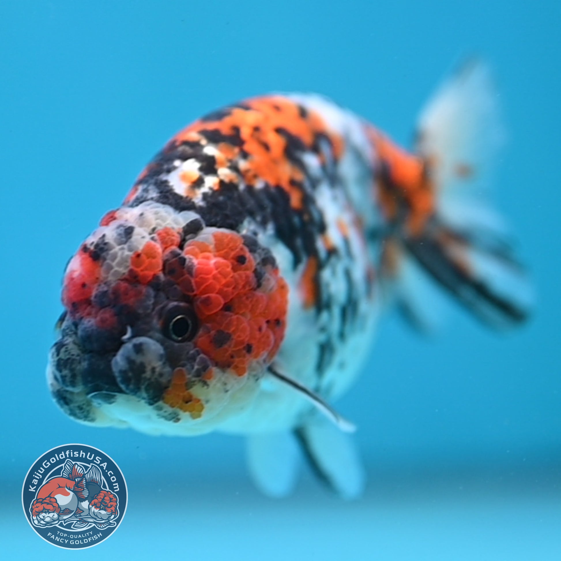 Tricolor Tiger Ranchu 3.5 inch Body (260220_RC13)